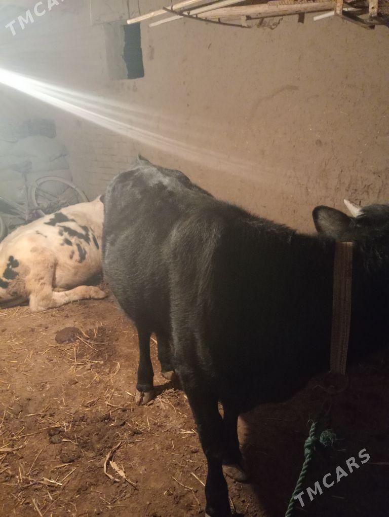 окиз - Шабатский этрап - img 4