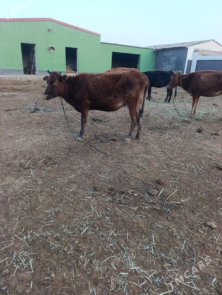 BOGAZ  SYGYR - Mary - img 4