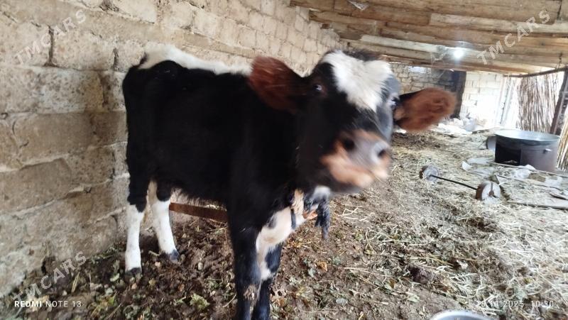 tuwe - Ак-Бугдайский этрап - img 3