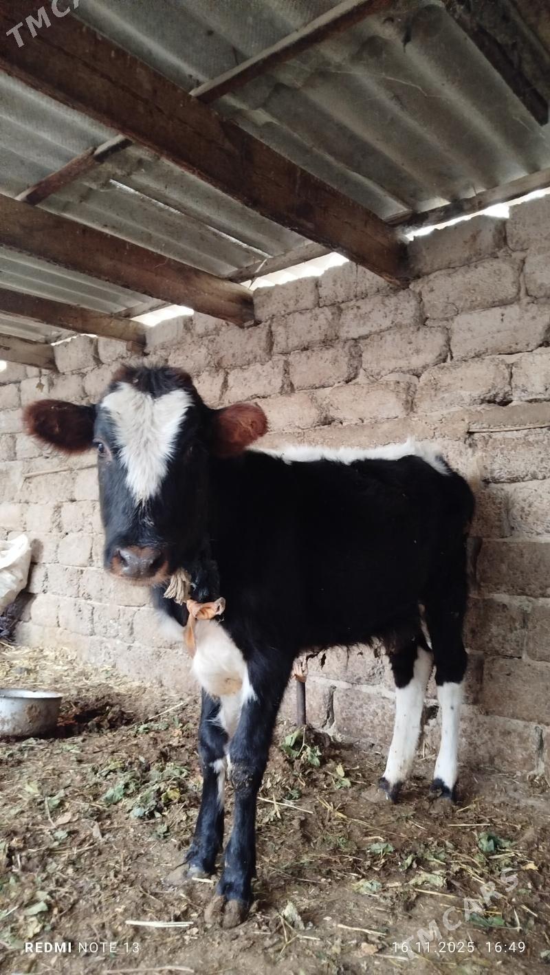 tuwe - Ак-Бугдайский этрап - img 2