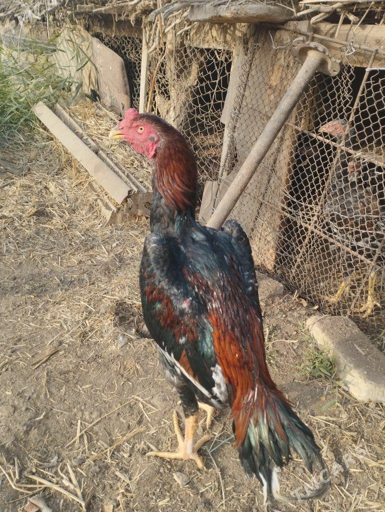 baysow horaz - Mary - img 3