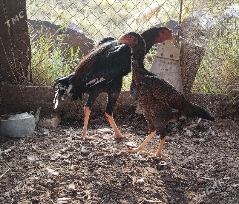 baysow horaz - Mary - img 2