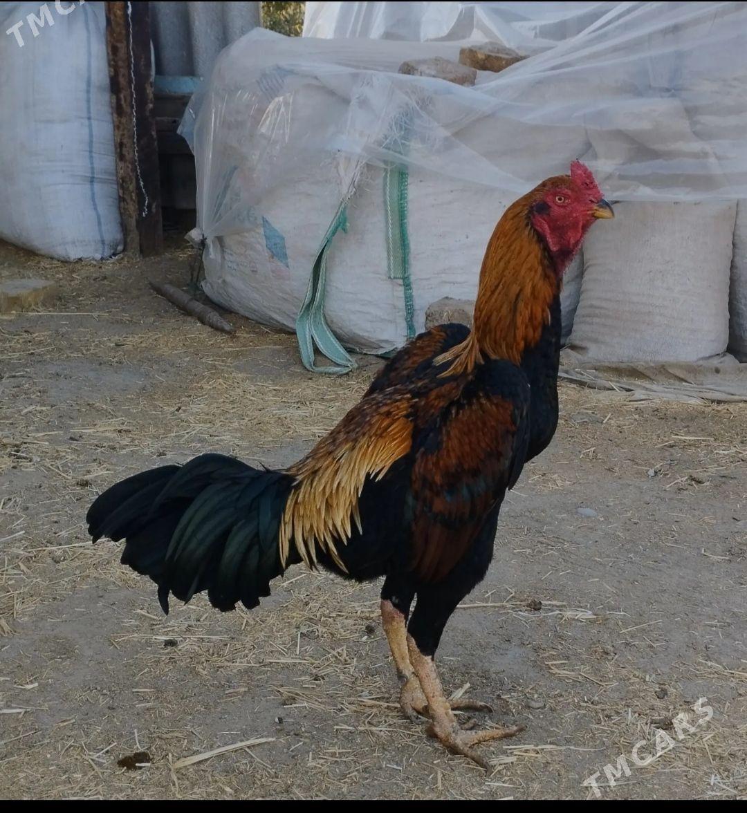 baysow horaz - Мары - img 3