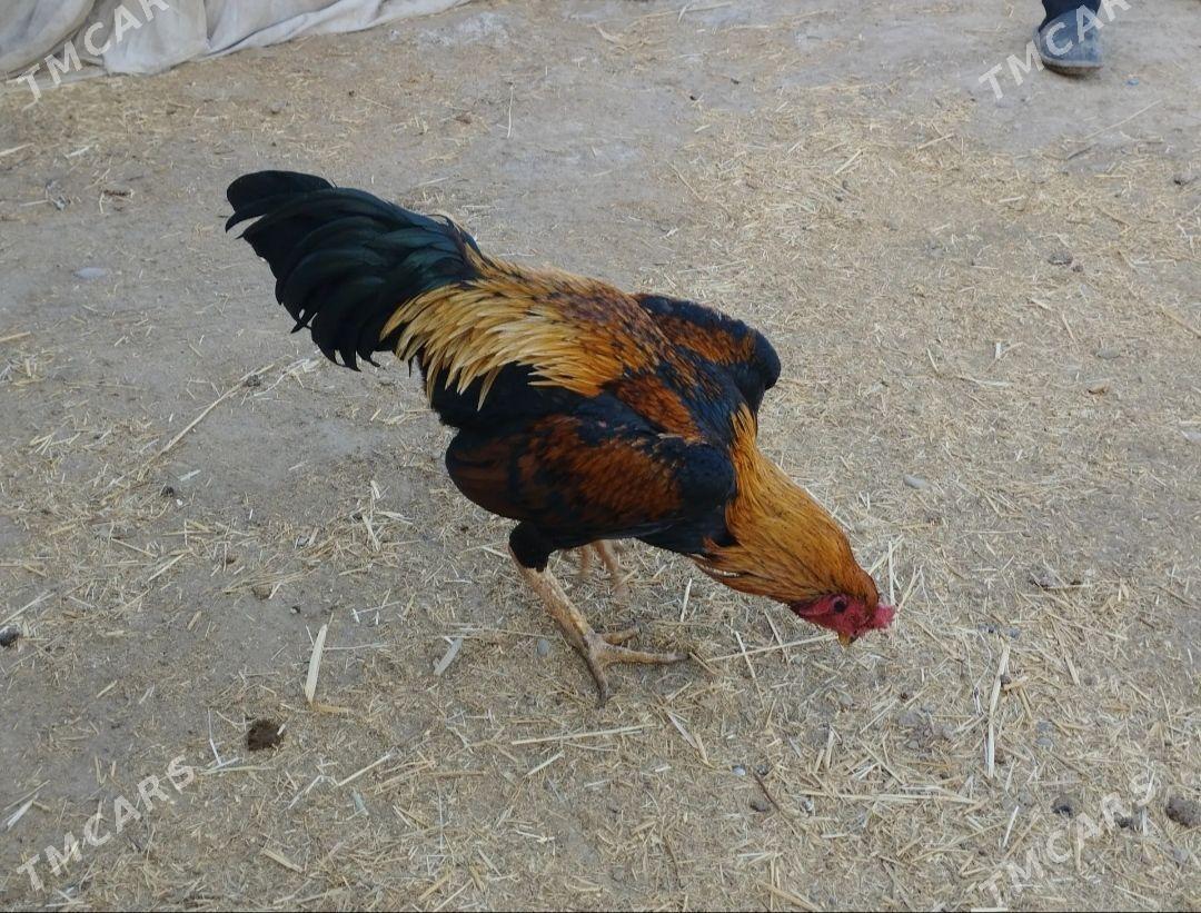 baysow horaz - Мары - img 2