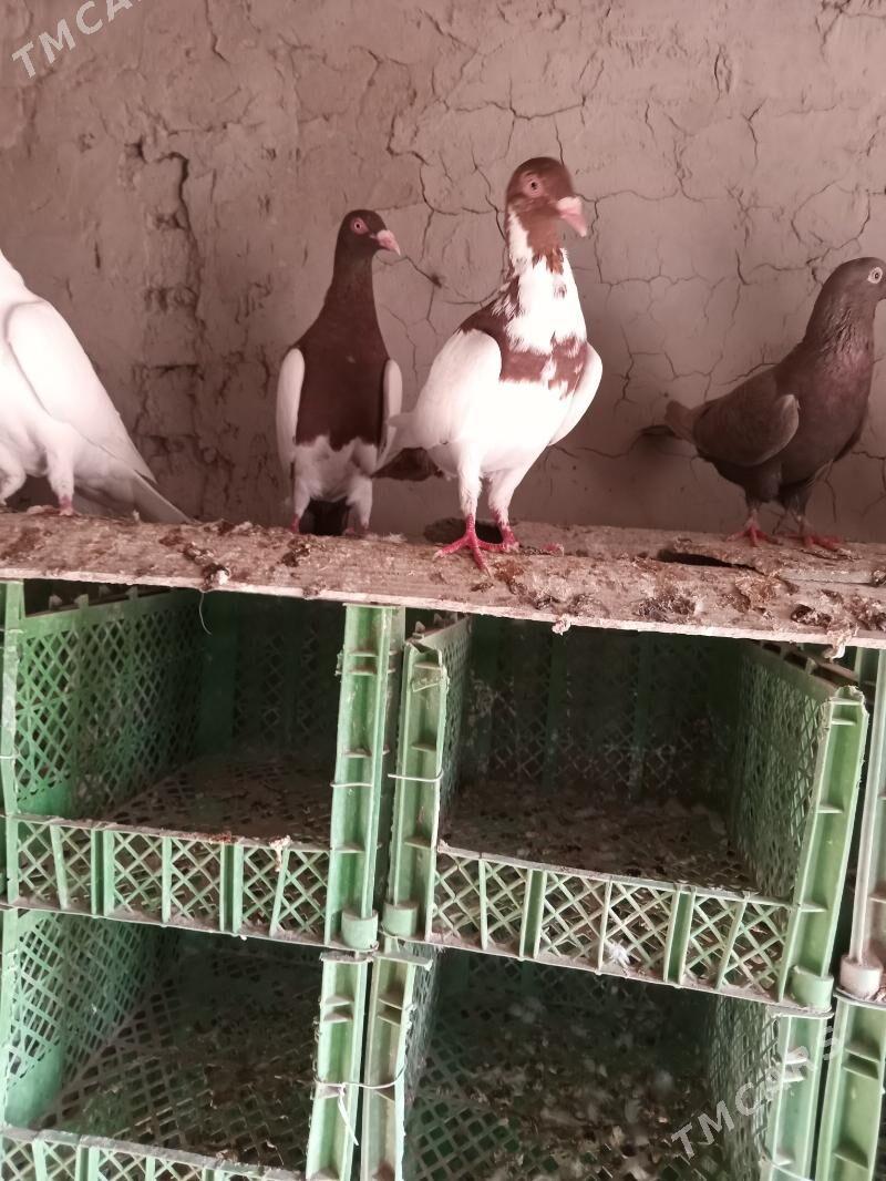 kepderi - Сакарчага - img 3