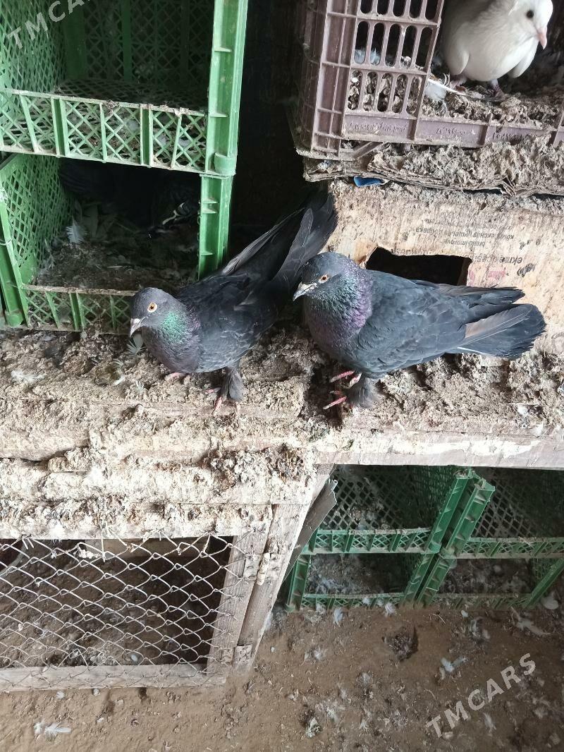 kepderi - Сакарчага - img 6