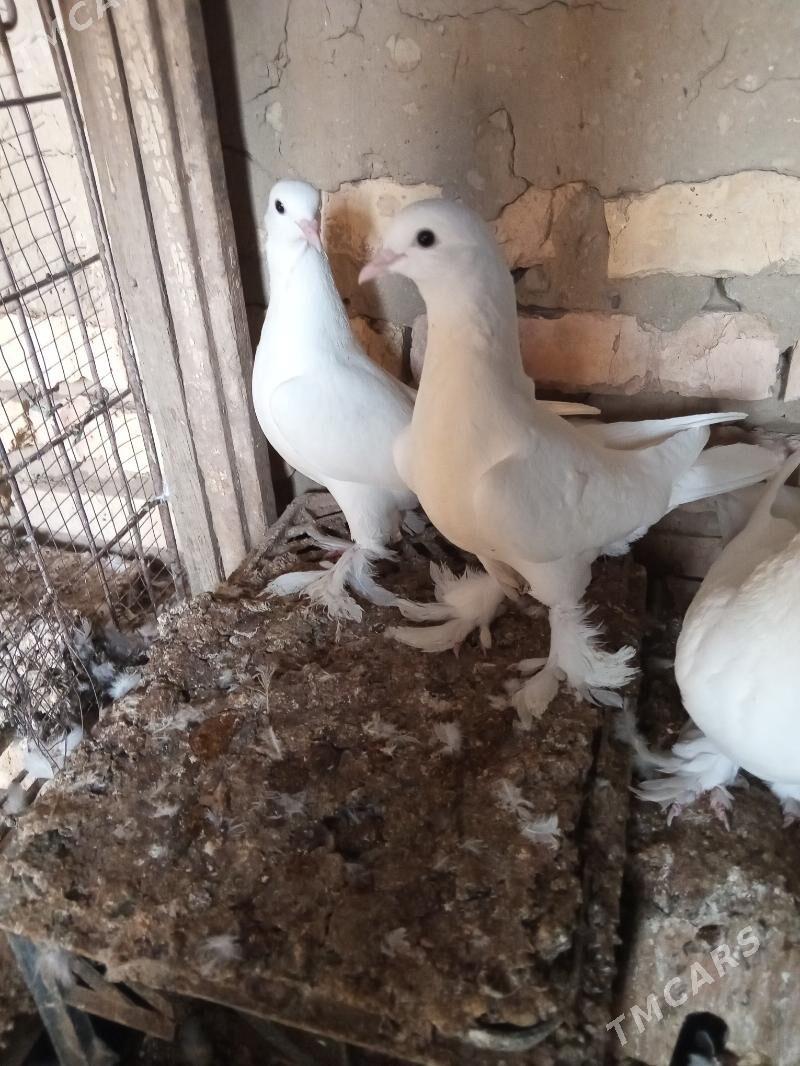 kepderi - Сакарчага - img 1