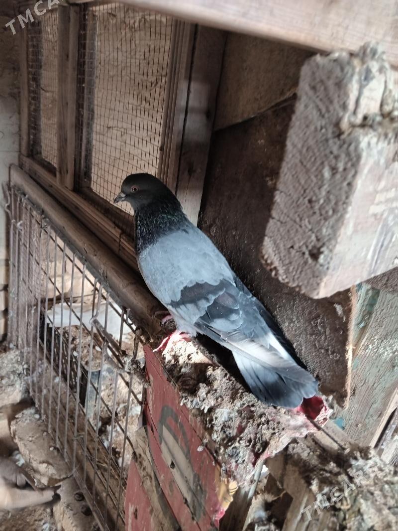 kepderi - Сакарчага - img 7