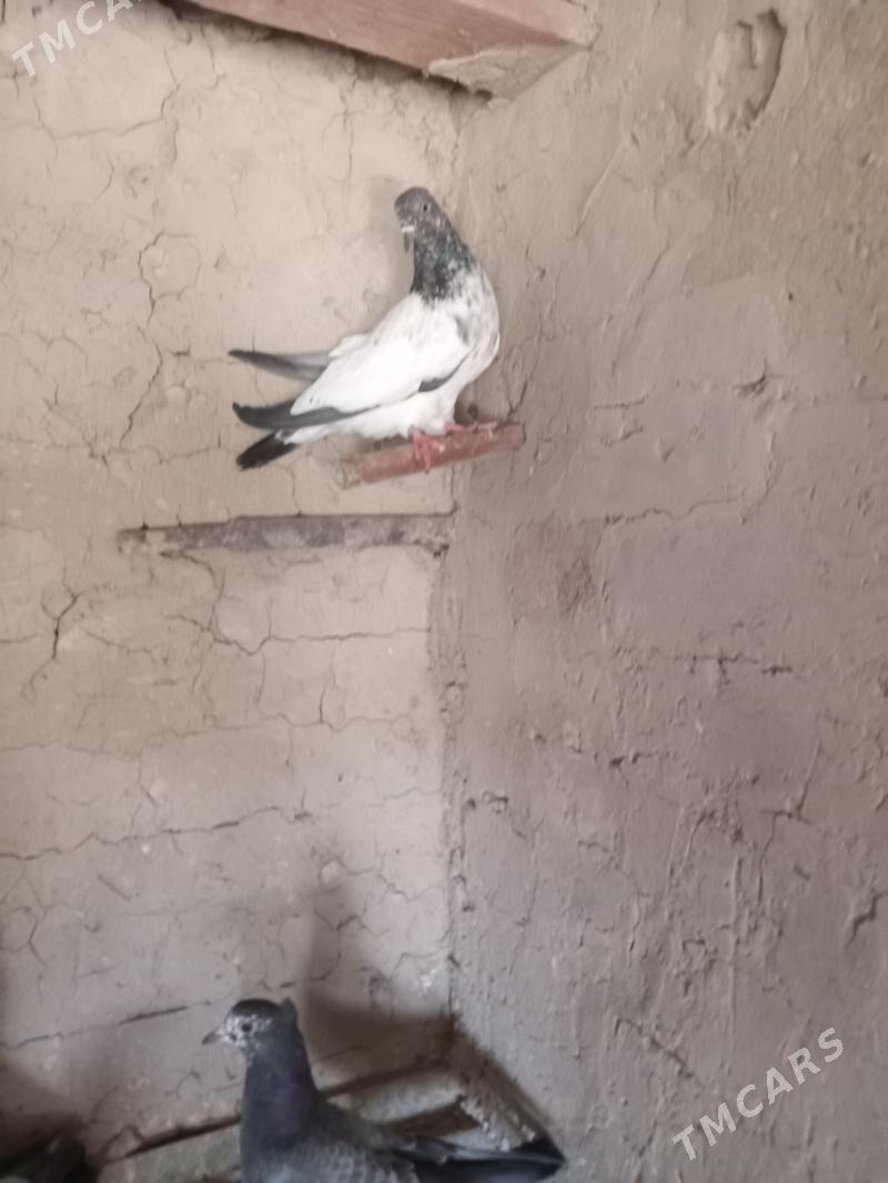 kepderi - Сакарчага - img 8