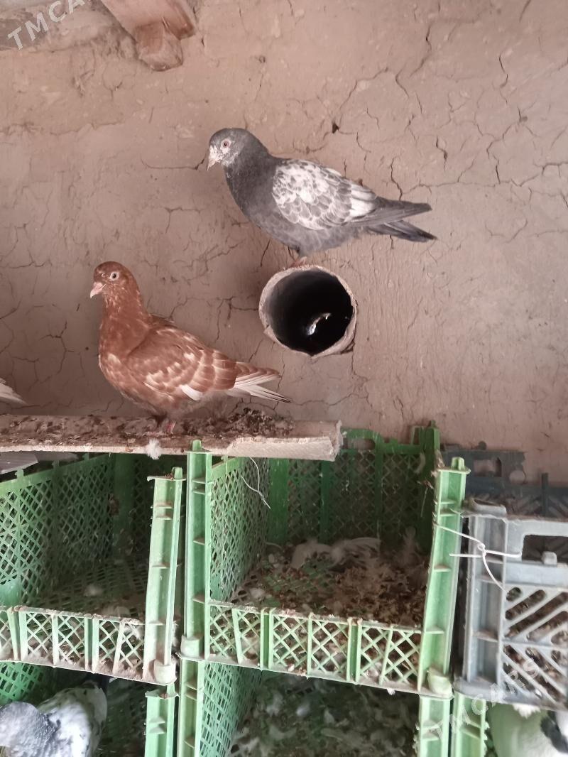 kepderi - Сакарчага - img 9