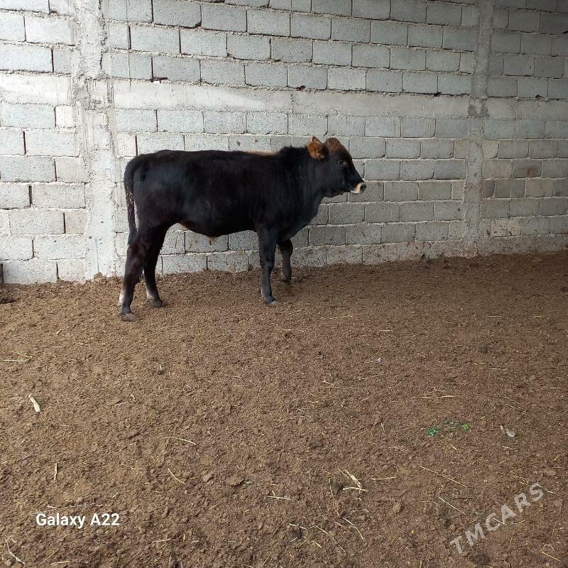 öküz - Яшлык - img 5