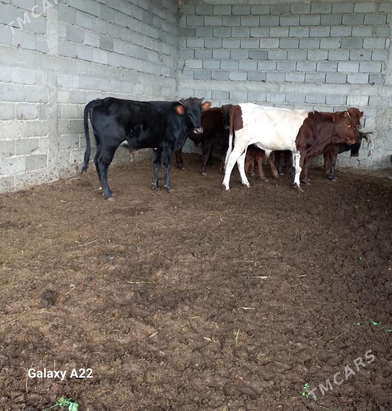 öküz - Яшлык - img 3