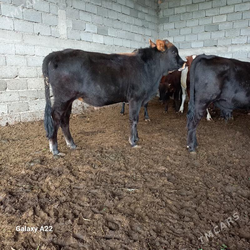 öküz - Яшлык - img 4