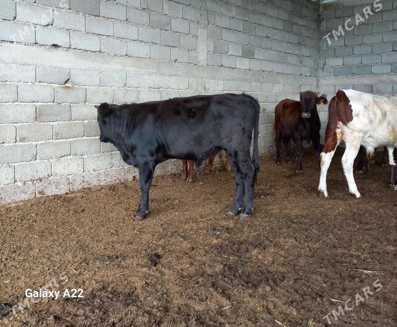 öküz - Яшлык - img 2