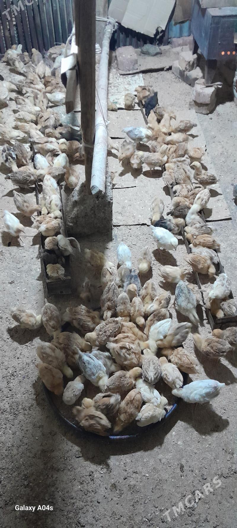 juyje - Бахарден - img 2