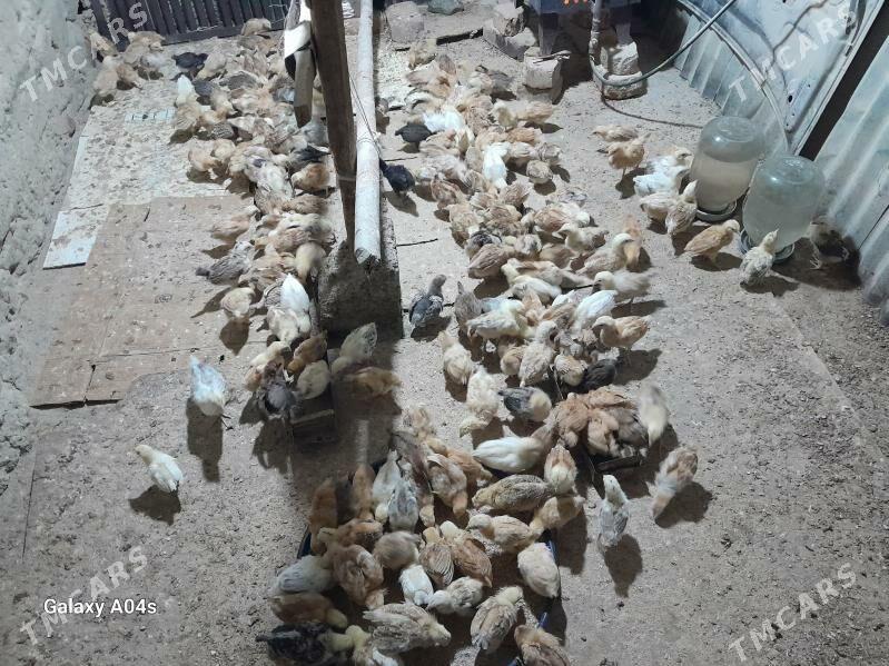 juyje - Бахарден - img 3