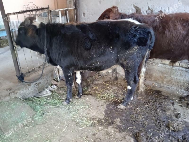 7 sany öküz - Türkmenabat - img 5