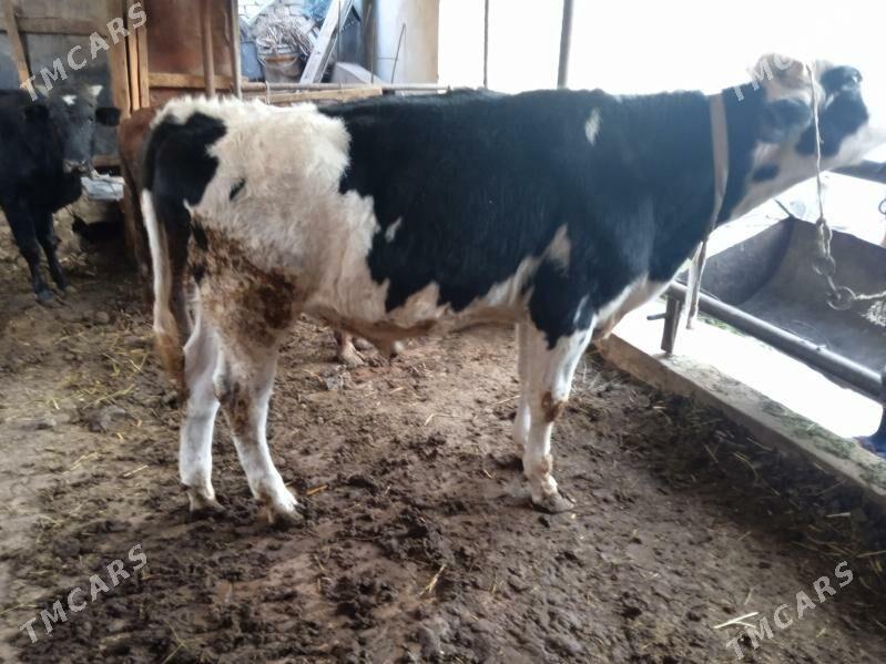 7 sany öküz - Türkmenabat - img 9