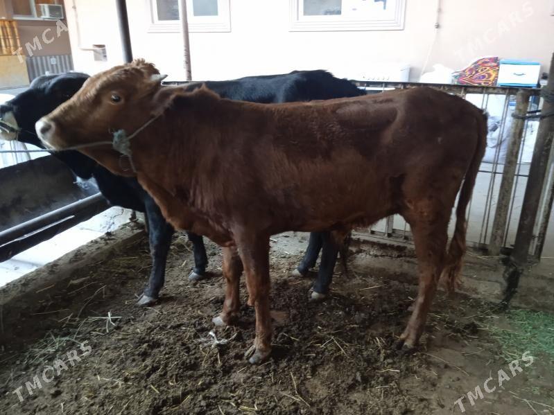 7 sany öküz - Türkmenabat - img 3