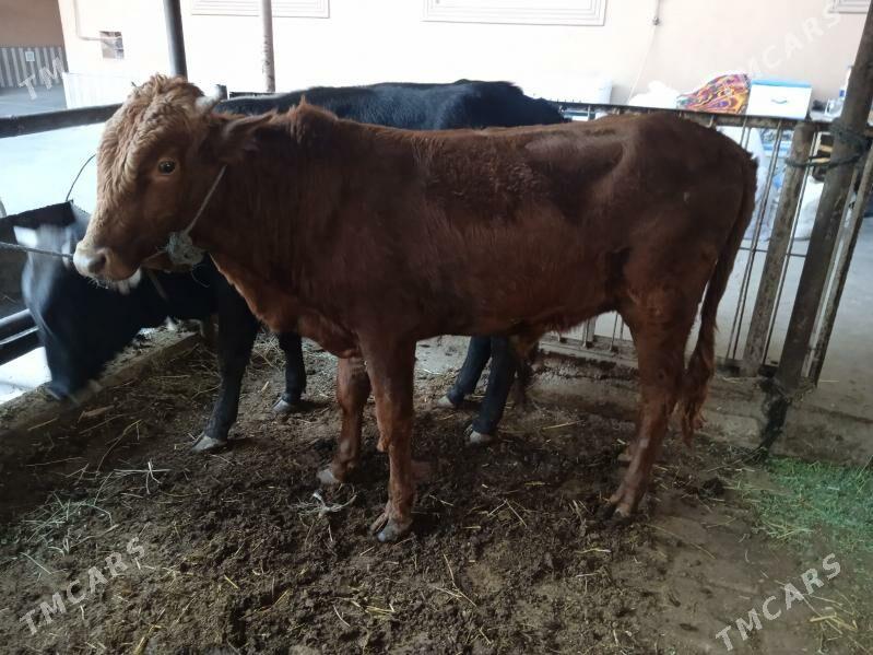 7 sany öküz - Türkmenabat - img 8