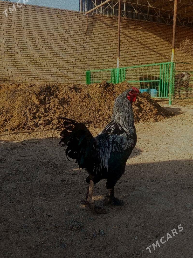 Horaz - Mary - img 2