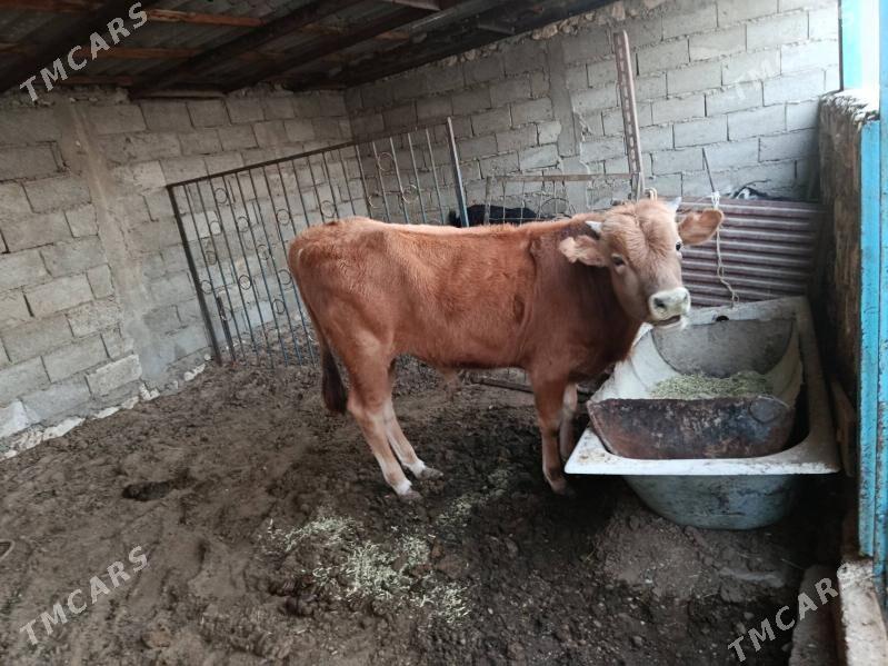 oküz - Балканабат - img 4