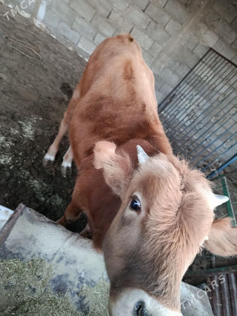 oküz - Балканабат - img 5