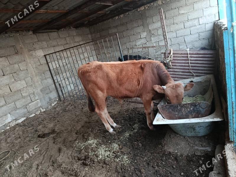 oküz - Балканабат - img 2