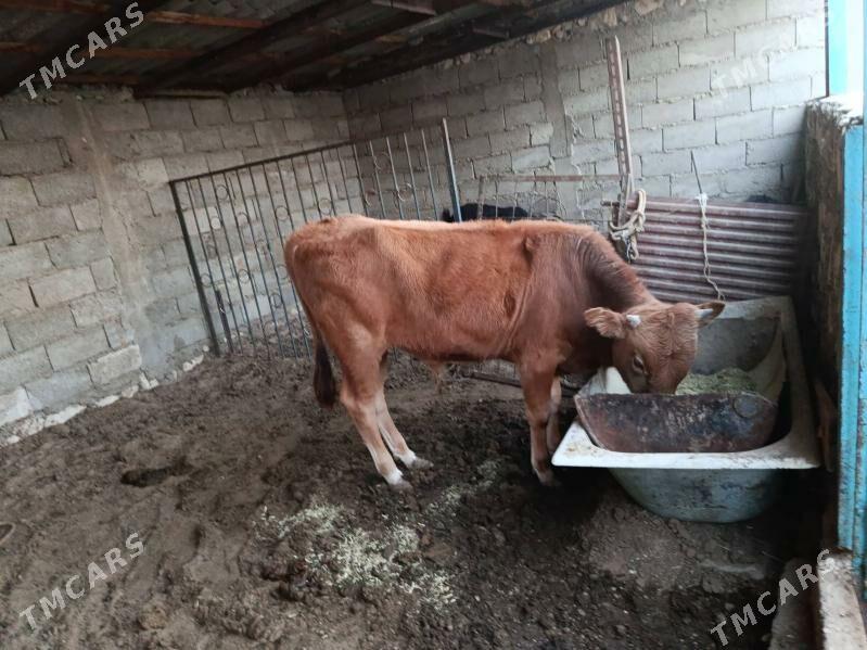 oküz - Балканабат - img 3