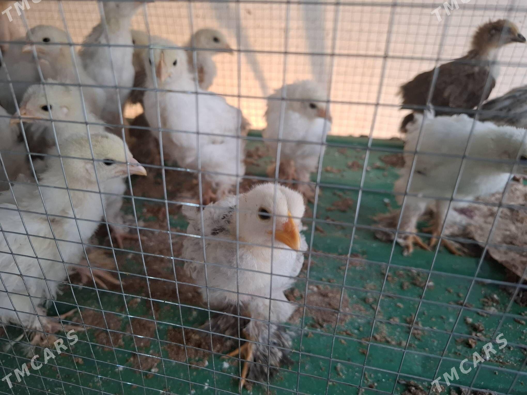 Balgar jüýjeler - Täze zaman - img 2