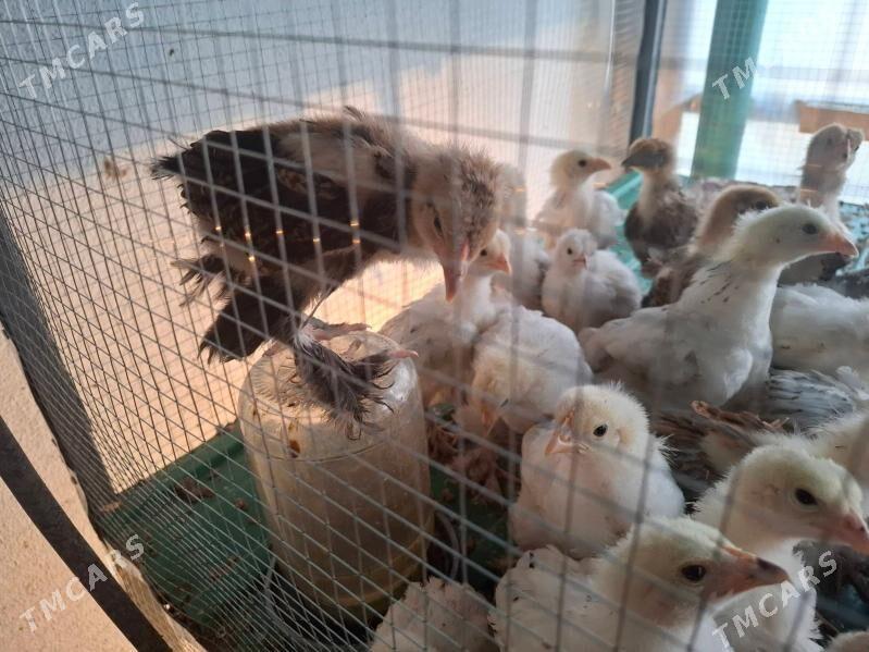 Balgar jüýjeler - Täze zaman - img 4