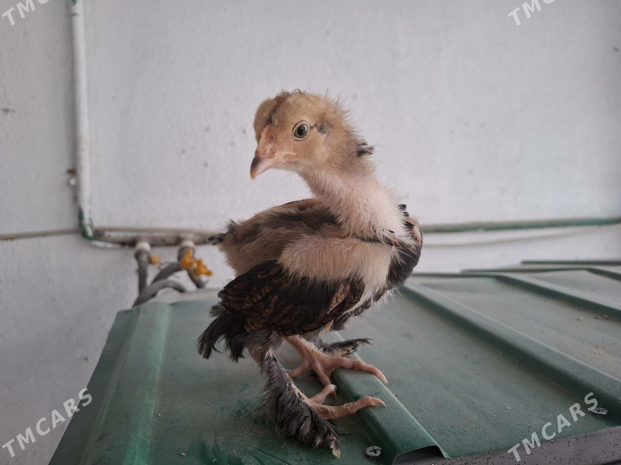 Balgar jüýjeler - Täze zaman - img 3
