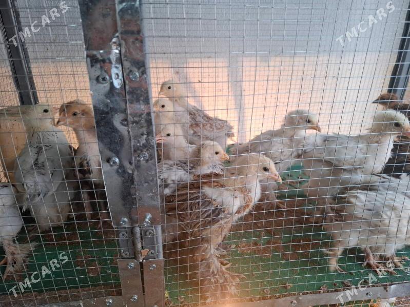 Balgar jüýjeler - Täze zaman - img 7