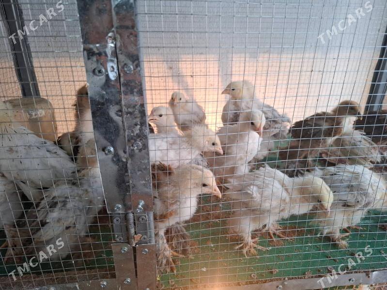 Balgar jüýjeler - Täze zaman - img 6