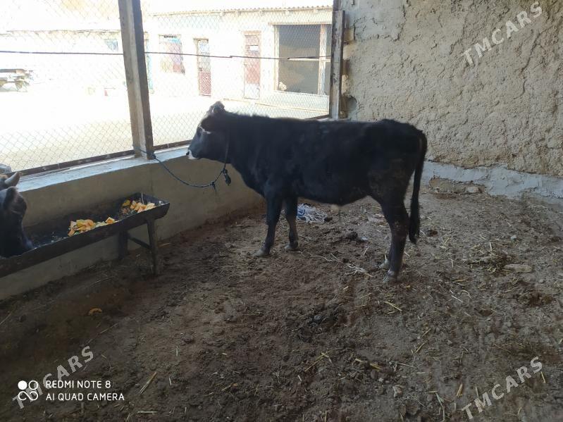 окуз - Gyzylarbat - img 3