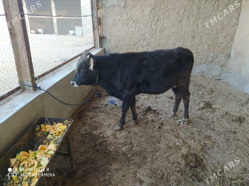 окуз - Gyzylarbat - img 2