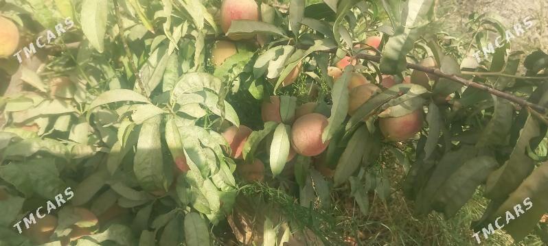 Nahal miweli - Gökdepe - img 2