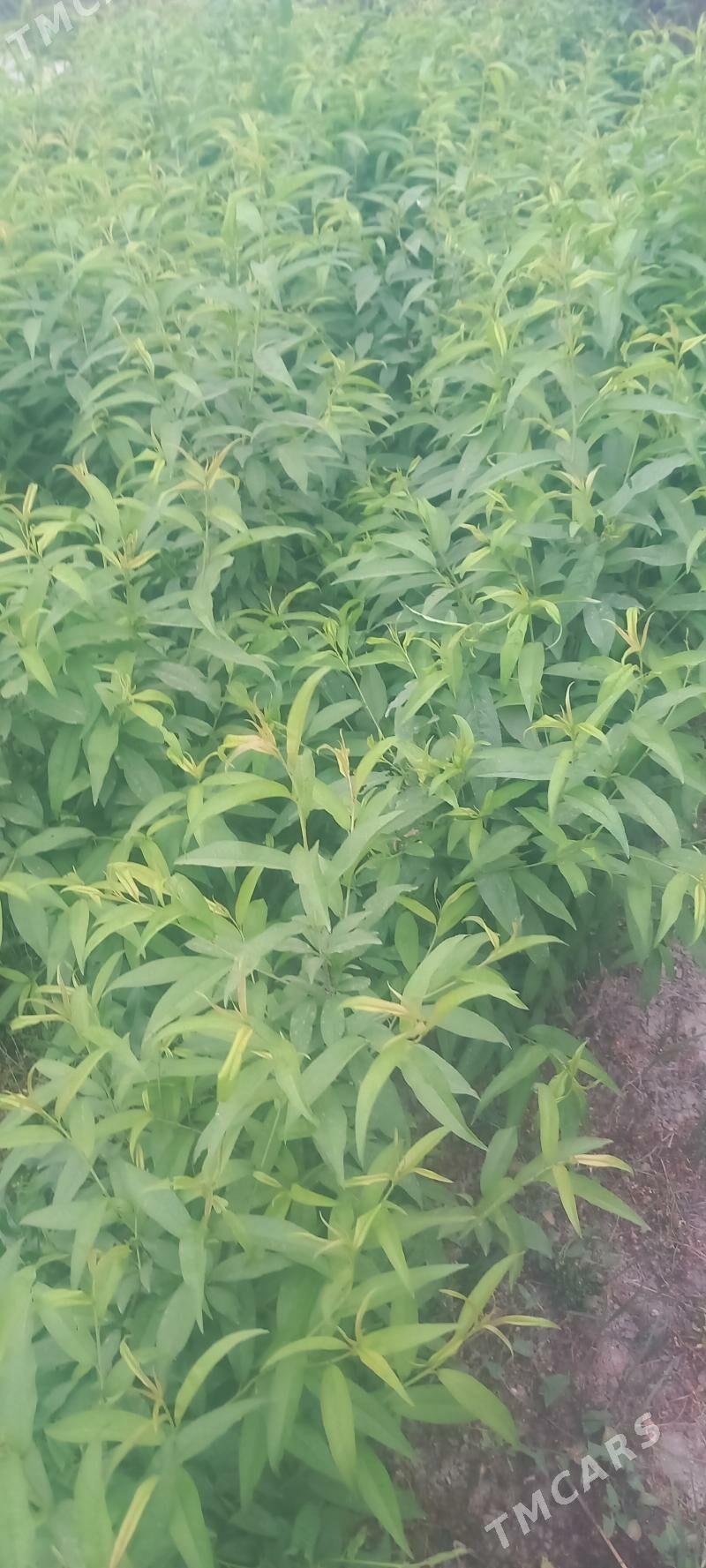 Nahal miweli - Gökdepe - img 4