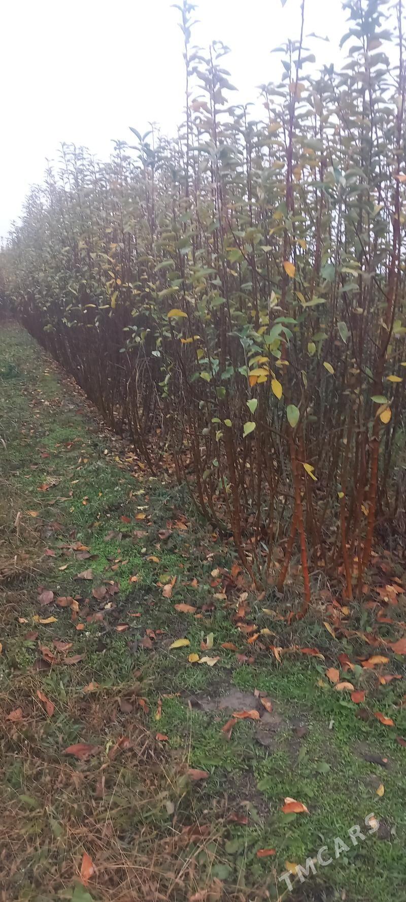 Nahal miweli - Gökdepe - img 3