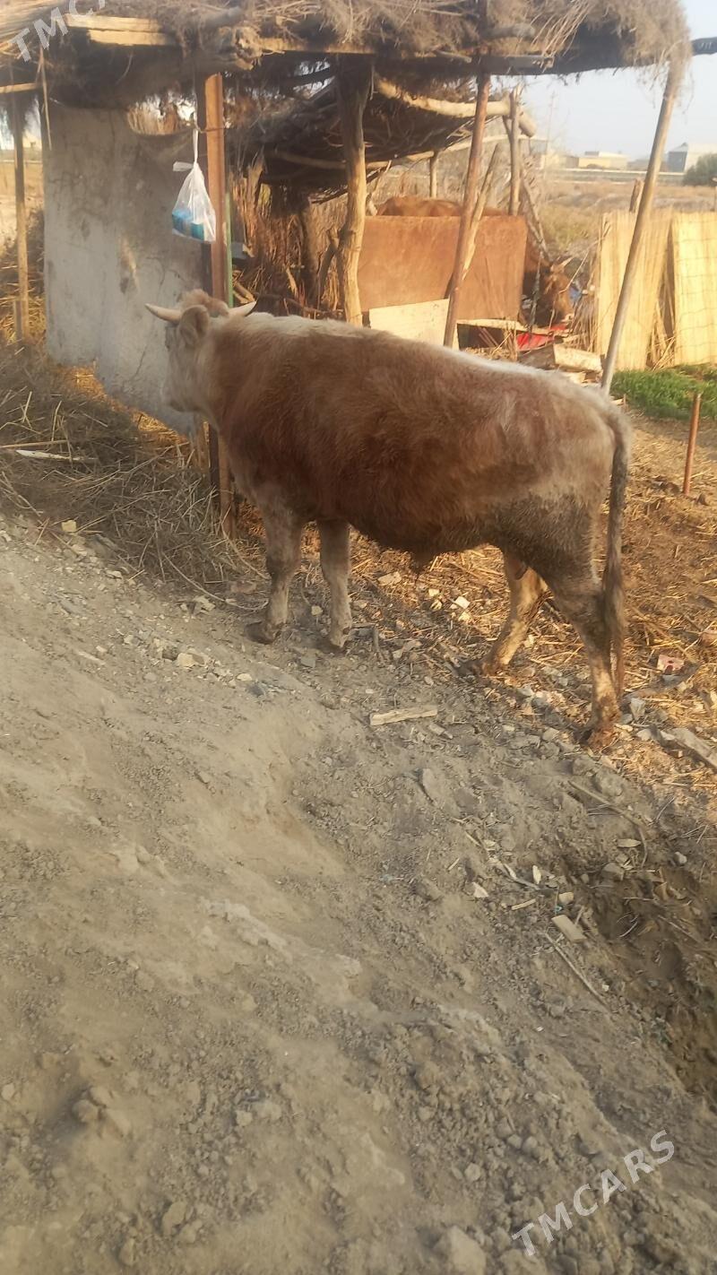 Ökuz - Байрамали - img 2