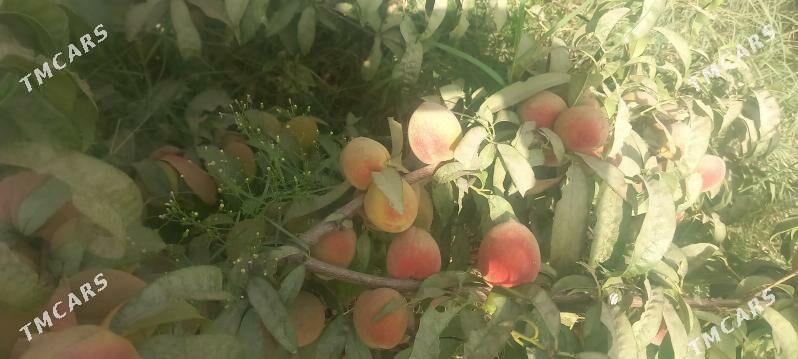 Nahal miweli - Gökdepe - img 1