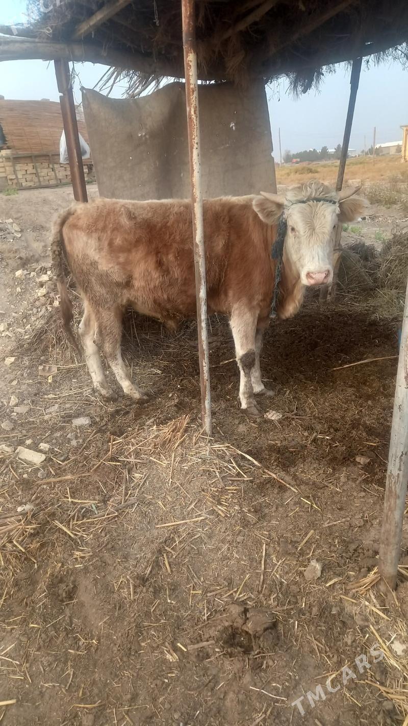 Ökuz - Байрамали - img 10