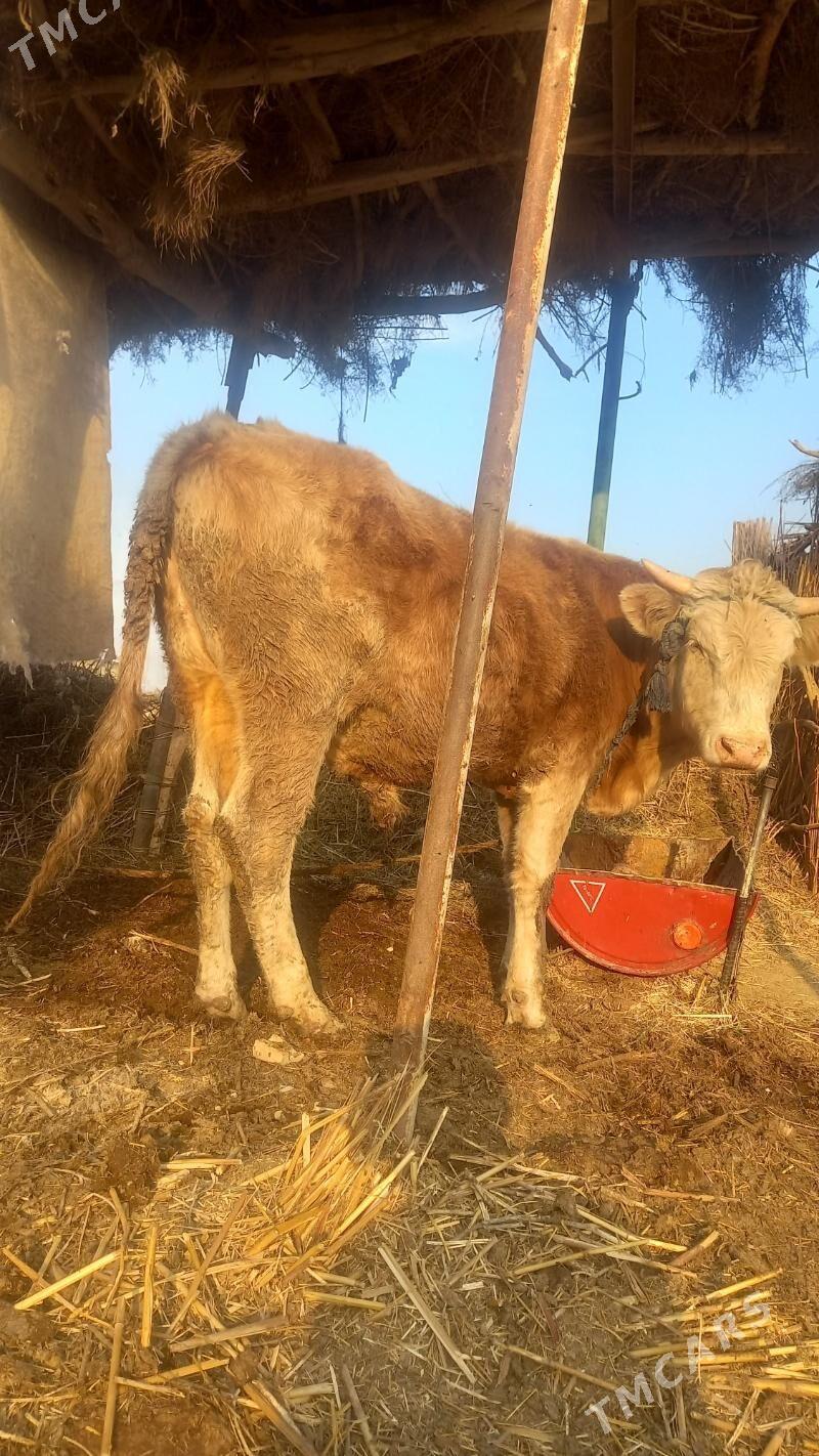 Ökuz - Байрамали - img 6