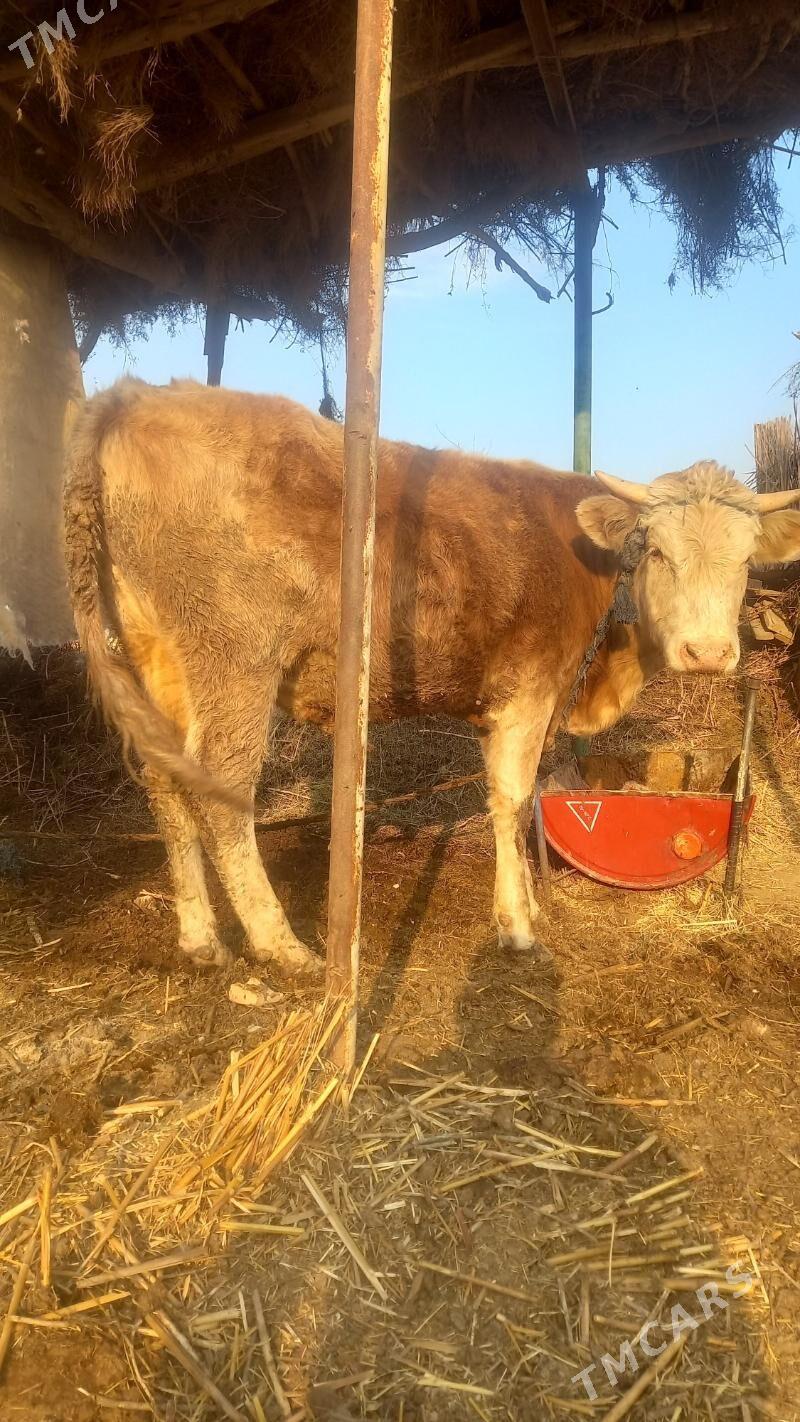 Ökuz - Байрамали - img 5