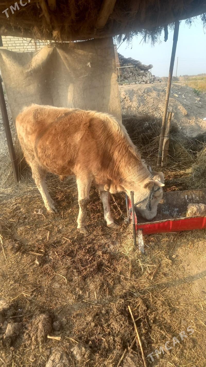 Ökuz - Байрамали - img 7