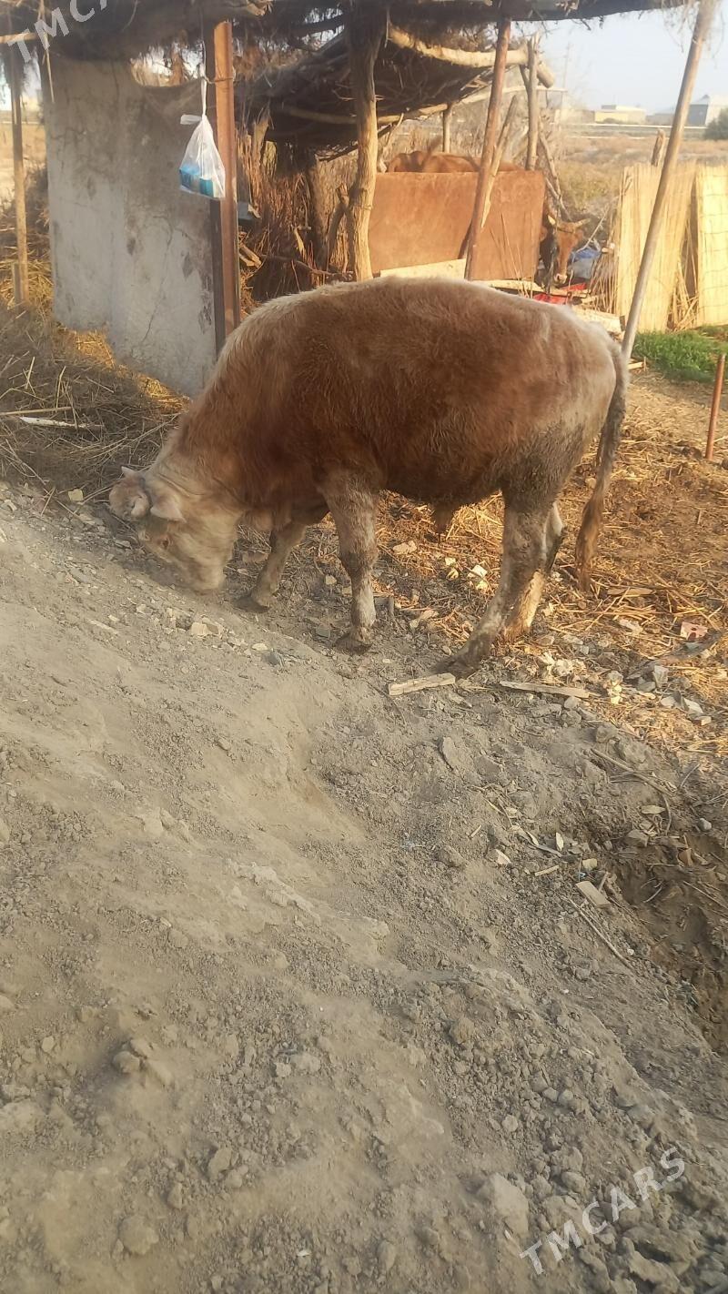 Ökuz - Байрамали - img 3