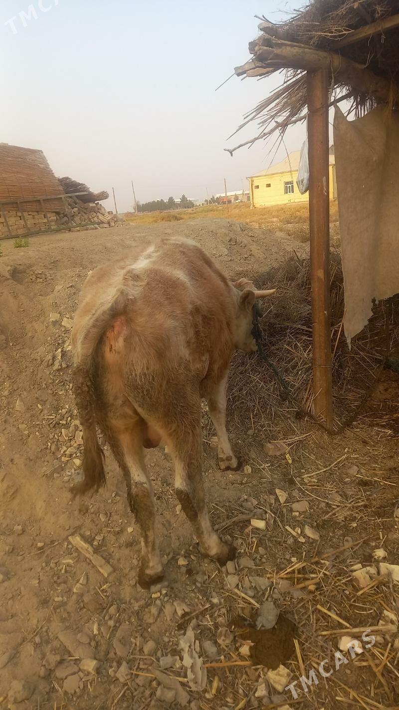 Ökuz - Байрамали - img 8