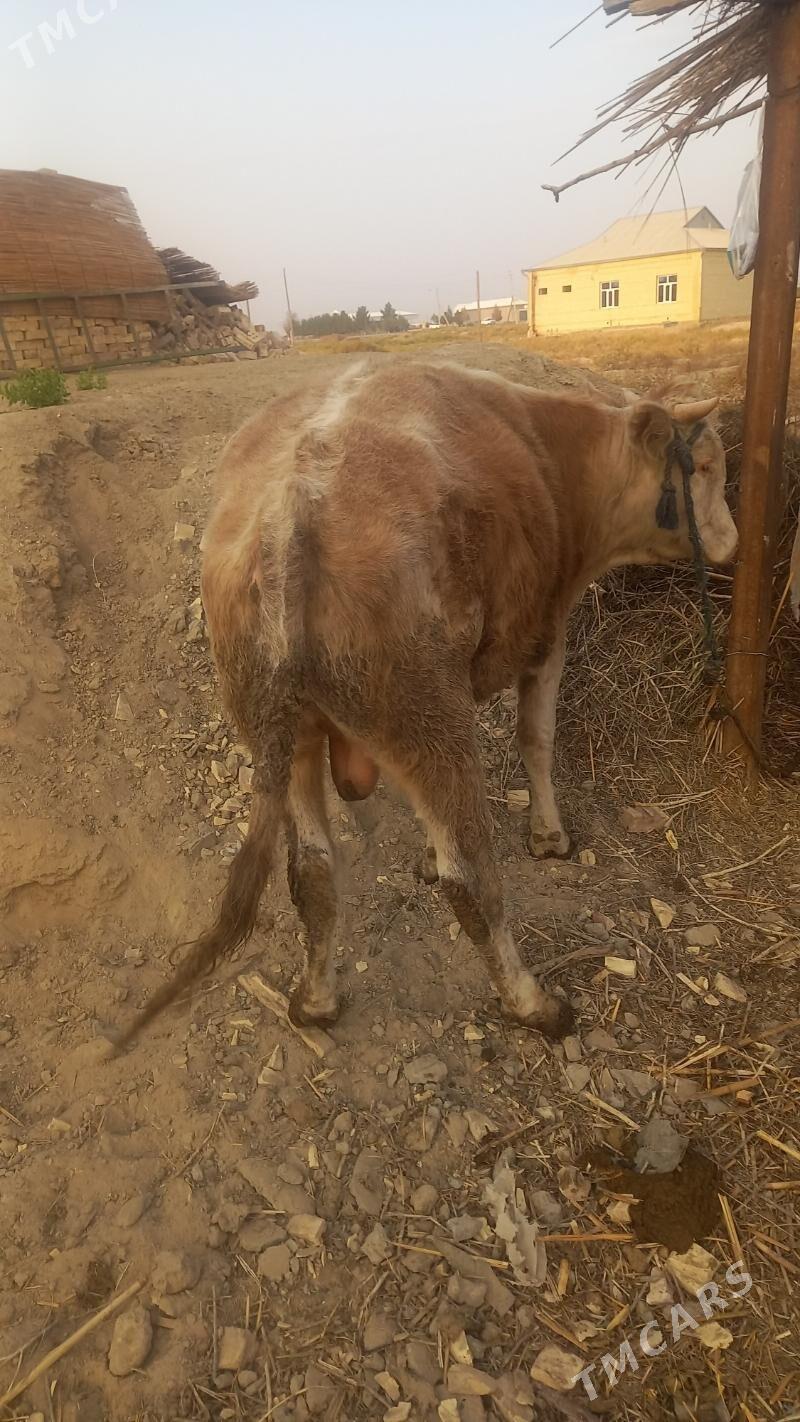 Ökuz - Байрамали - img 9