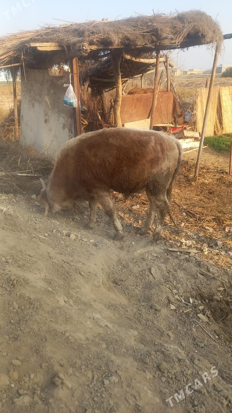 Ökuz - Байрамали - img 4