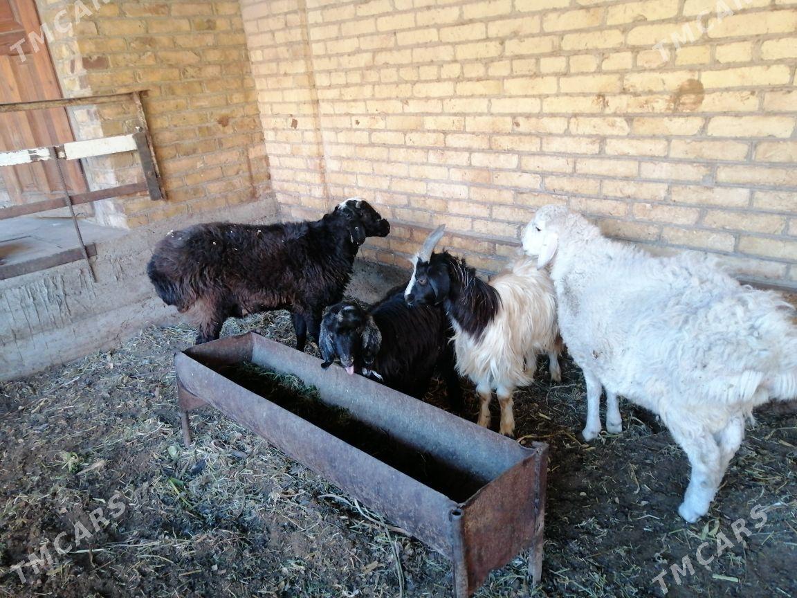 Kockar  serka - Türkmenabat - img 2